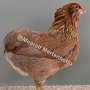 Zwerg-Araucana blau-goldhalsig HV96LVE Lothar Senf